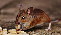 24 Hour & Emergency Exterminators in Sikesville, AL